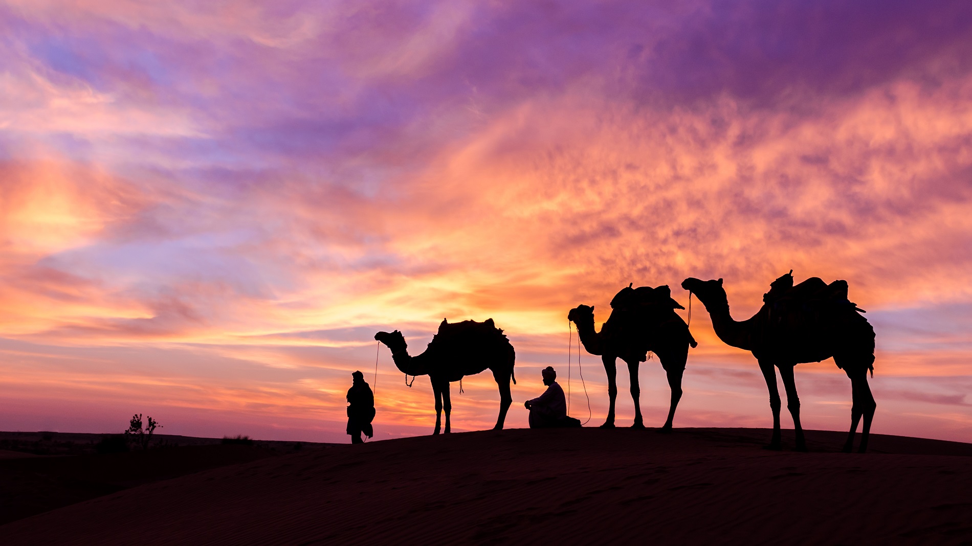 camels